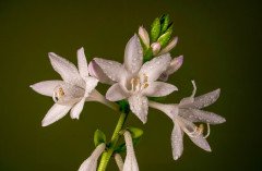 Hosta Flowers After the Storm