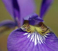 Iris