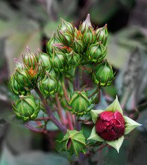 Hibiscus Buds