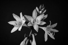 Hosta Flowers After the Storm