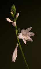 Hosta-Lilly-Stacked3-Edit3