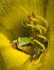 Tree Frog in Day Lilly