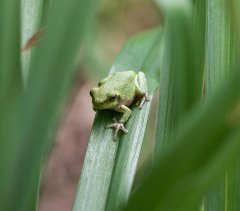 Tree Frog