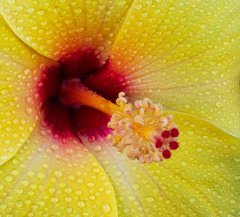 Dewy HIbiscus