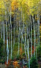 Birch Grove in Fall