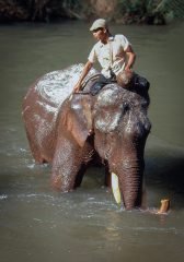 Bath Time - Thailand