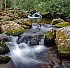 Smoky Mountain Stream