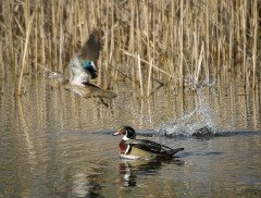 Wood Ducks Taking Flight