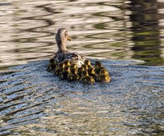 Fifteen Bird Butts