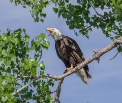 Bald Eagle Perch