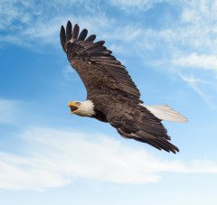 Bald Eagle Flight