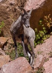 Big Horn Sheep Ewe