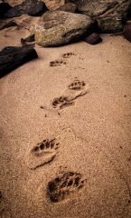 Bear Tracks - Apostle Island