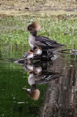 Merganser Ducklings