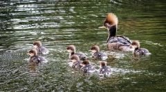Merganser Mohawk Moma