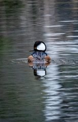 Merganser