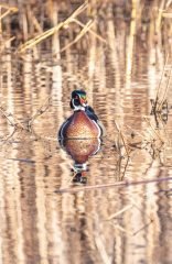 Wood Duck