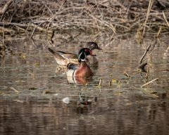 Wood Duck Pair