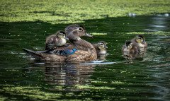 Hitching a Ride