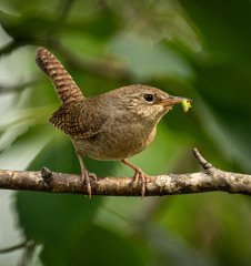 Wren