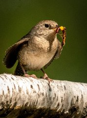 Centipede Breakfast for Wren