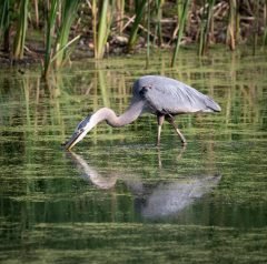Blue Heron