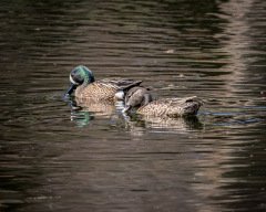 Blue-winged Teal Pair