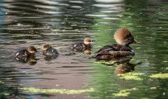 Mohawk Merganser Mama 2